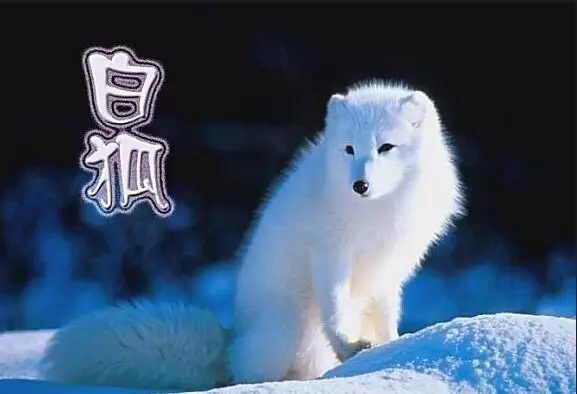 白狐简谱-陈瑞-唱尽三生三世的爱8